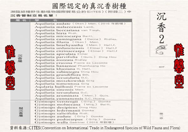 真沉香的樹種